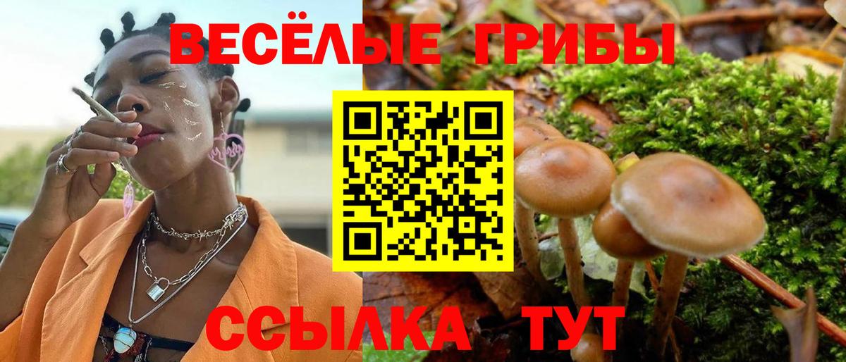 Галлюциногенные грибы Psilocybine cubensis Кудрово